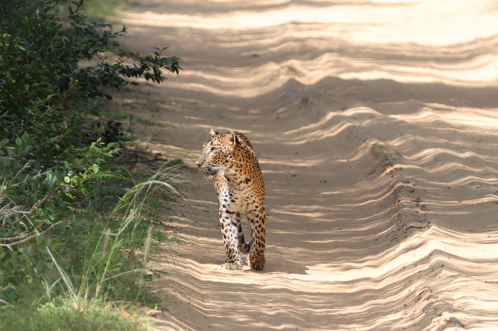 Sri Lanka Wildlife Expedition