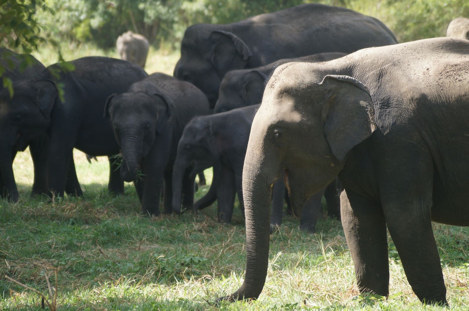 Wild Sri Lanka Escape
